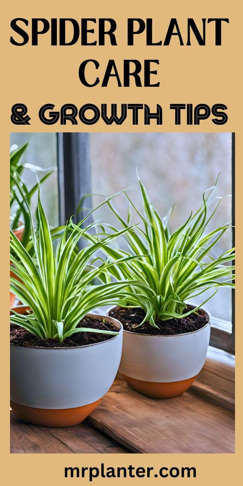 Seasonal tips for effective Spider Plant Care. Spider Plant Care Indoor, Tropical Plants Indoor, Spider Plant Care, Indoor Tropical Plants, Indoor Plants Styling, Snake Plant Care, Porch Plants, Plant Care Tips, Spider Plant