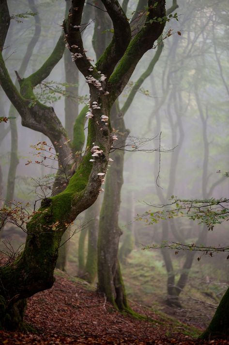 Artistic-realistic nature - 💙 Forest of Trolls on 500px by Ole Condrup,... Magic Forest, Landscape Scenery, Walk In The Woods, Tree Forest, Nature Landscape, Magical Places, Enchanted Forest, Beautiful Tree, Nature Beauty