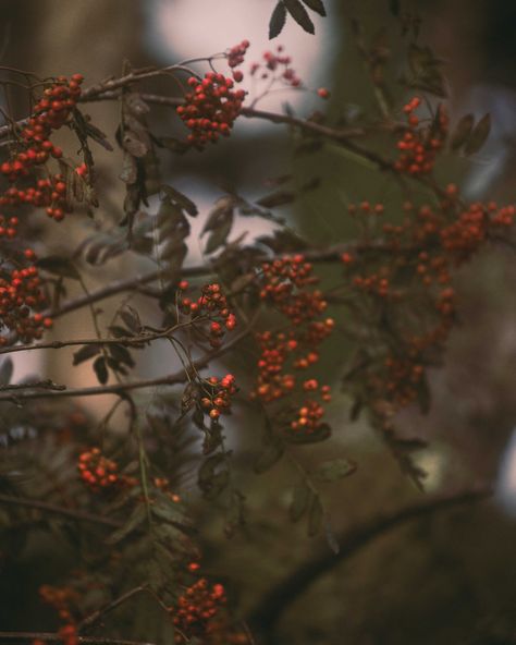 **Ode to the Rowan Tree** for the promise of protection and regrowth 🍃 🍁 🍂 #cottagecore #cottagecoreaesthetic #cottagecorestyle #isleofman #isleofmanaesthetic #seasonalchange #seasonalaesthetic #autumnvibes #naturelovers #whimsical #slowliving #quietinthewild Rowan Core, Dark Window, Sjm Books, Dark Windows, Rowan Tree, Twisted Tree, Cottagecore Style, Cottage Core Aesthetic, Character Building