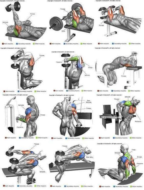 Full Body Workout - Imgur Latihan Dada, Bolesti Chrbta, Trening Sztuk Walki, Gym Antrenmanları, Male Fitness, Fitness Plan, Trening Fitness, Bodybuilding Workout, Weight Training Workouts