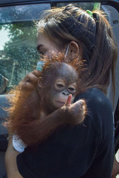 Baby Orangutan, Wildlife Biologist, Wildlife Rehabilitation, Animal Conservation, Baby Elefant, Animal Sanctuary, Marine Biology, Wildlife Conservation, Zoology