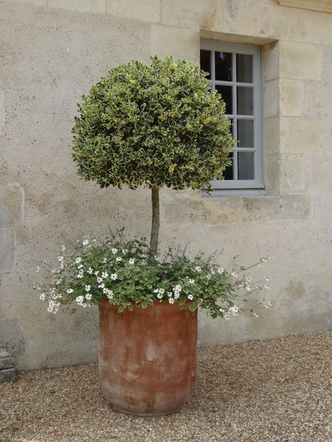 Have Inspiration, Mediterranean Garden, Garden Containers, French Garden, Courtyard Garden, Garden Cottage, Country Gardening, Front Garden, Dream Garden