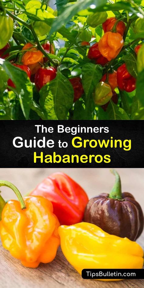 How To Use Habanero Peppers, Habanero Pepper Recipes, Harvesting Peppers, Caribbean Plants, Scoville Scale, Habanero Recipes, Hot Peppers Plants, Growing Hot Pepper, Tabasco Pepper