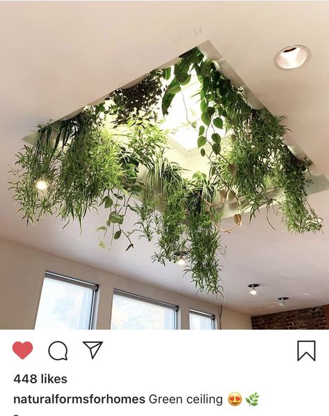 Bathroom Ceiling Plants, Plant Ceiling Decor Hanging, Skylight Plants, Plants In Skylight, Green Ceiling Plants, Plant Ceiling, Velux Windows Kitchen, Hanging Plants In Skylight, Ceiling Plants Hanging Restaurant