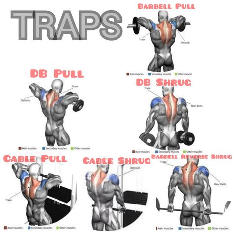 Trapezius Workout, Shoulder And Trap Workout, 2024 Workout, Lat Workout, Shoulder Workout Routine, 300 Workout, Traps Workout, Chest Workout Routine, Fitness Studio Training