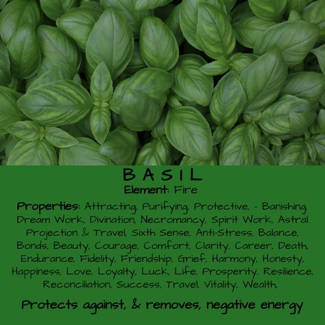 Basil Herb Magical Properties & Uses, Herbology Herb Meanings, Basil Herb, Magickal Herbs, Witch Herbs, Magic Spell Book, Grimoire Book, Magic Herbs, Magical Herbs, Wiccan Spell Book