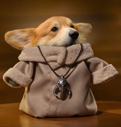 Corgi Costume, Yoda Costume, Cute Small Animals, Dog Costume, Dog Gifs, My Dog, Animal Gifs, I Love Dogs, Make Me Happy