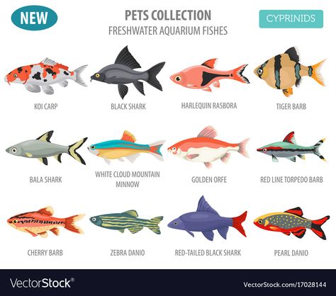 Illustrated Fish, Fish Infographic, Doodle Reference, Community Fish Tank, Fish Chart, Pig Breeds, Saltwater Aquarium Fish, Tropical Fish Aquarium, Fish Varieties