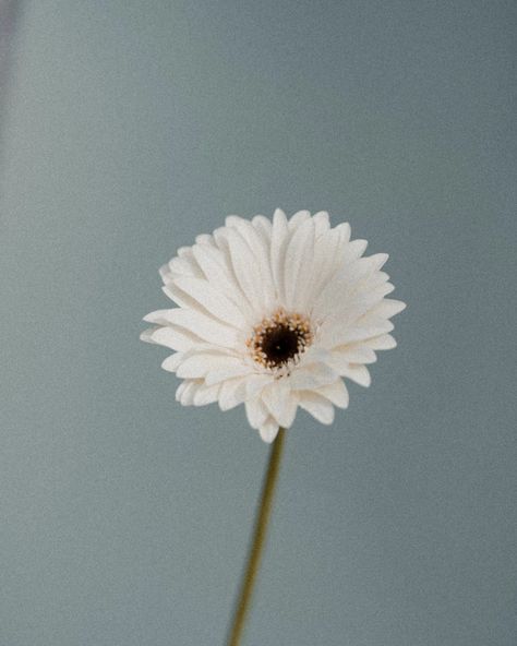 Just some white Gerberas in the sky 🤍 The Sky, White, Quick Saves