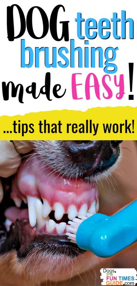 Dog Teeth Care, Puppy Products, Dog Dental Cleaning, Brushing Dogs Teeth, Dog Boredom, Puppy Life, Dogs Teeth, Dog Remedies, Dog Smells