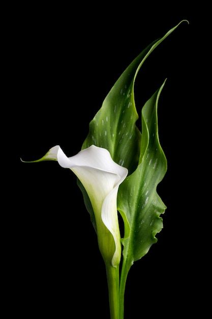 Calla Flower, Flowers In The Attic, Arum Lily, Calla Lily Flowers, Macro Flower, Gum Paste Flowers, 수채화 그림, Luxury Flowers, Foliage Plants