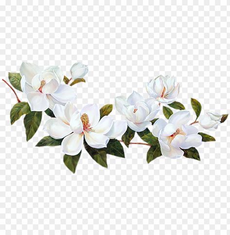 Flowers With Transparent Background, White Flower Border, Flower Png Transparent Background, Flower Transparent Background, Folder Graphic Design, White Flower Png, Flower Png Transparent, Background Png Images, Plant Png