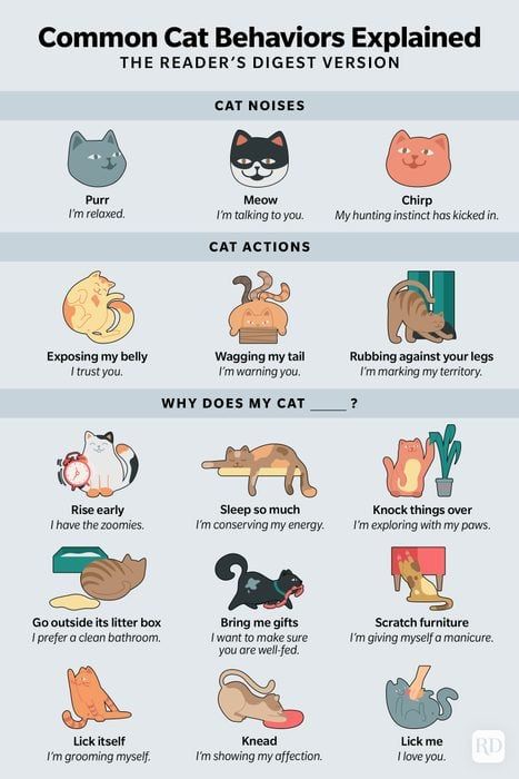 Cat Behavior: 17 Common Cat Behaviors Explained Cat Behavior Chart, Age Chat, Cat Behavior Facts, Cat Noises, Hypoallergenic Cats, Cat Language, Behavior Chart, Cat Things, Cat Png