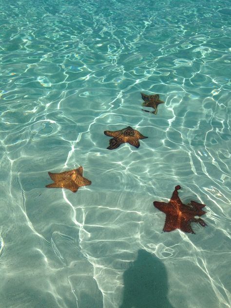 Starfish Provo grace bay Benicio Del Toro Young, Grace Bay Beach, Grace Bay, Water Reflections, Pretty Animals, Beach Wallpaper, Dream Travel Destinations, Summer Dream, Cute Anime Wallpaper