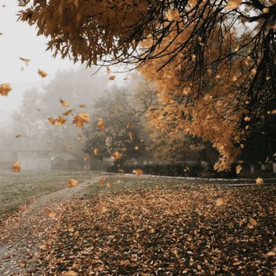 Emma Ainscough, Cinemagraph Inspiration, Autumn Gif, Falling Gif, Georgiana Design, Sunrise Avenue, Leaves Falling, Cabin Cottage, Fairytale Cottage