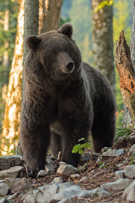 Brown Bear (Ursus arctos) / Ours brun / Image by Christina Mayer from fotocommunity.de Black Bear Decor, Bear Decor, Black Bear, Brown Bear, Reptiles, Birds, Animals, Black