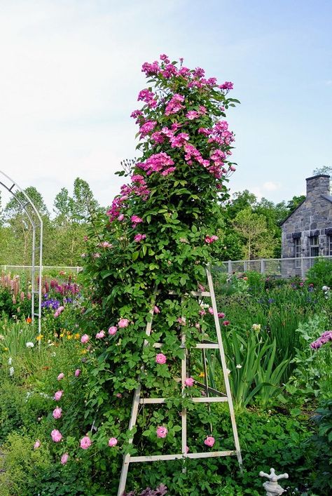 27 Amazing DIY Rose Trellis Ideas | Climbing Rose Trellis - Hello Lidy Diy Rose Trellis, Trellis For Roses, Rose Trellis Ideas, Climbing Roses Trellis, Rustic Trellis, Building A Trellis, Wall Trellis, Modern Trellis, Trellis Ideas