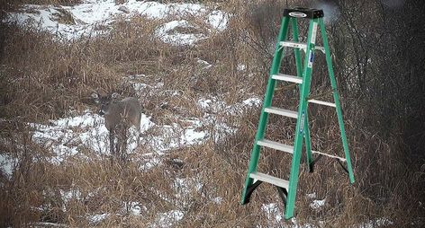 Using a Step Ladder as a Portable Stand Tree Stands Hunting Deer, Homemade Tree Stand, Deer Bait, Ladder Tree Stands, Tree Stand Hunting, Deer Hunting Stands, Deer Stand Plans, Hunting Stands, Deer Stands