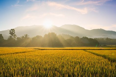 Field Background, Blue Rose Tattoos, Rice Paddy, Young Farmers, Rice Field, Morning Fog, Plant Seedlings, Grass Field, Background Beautiful