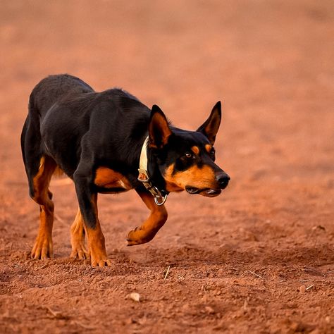 I couldn't image a life without working dogs ♥️ #workingkelpies #workingdogs #dogsareagirlsbestfried Working Kelpie, Australian Kelpie, Action Photography, Working Dog, April 29, Dog Photography, Working Dogs, Future Life, Art Inspo