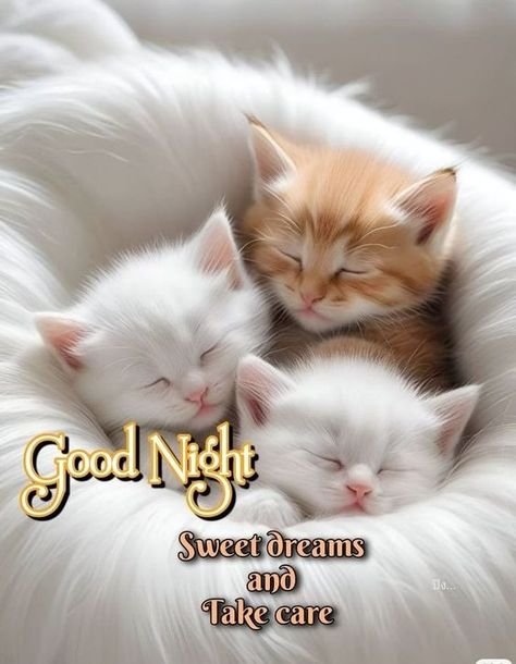 Blue Skies Ahead - Page 146 - Blogs & Forums Good Night Animals, Good Night Sweet Dreams Cute, Good Night Cats, Sweet Dreams Good Night, Sweet Good Night Messages, Good Evening Images, Good Night Blessings Quotes, Cute Cat Quotes, Good Night My Friend