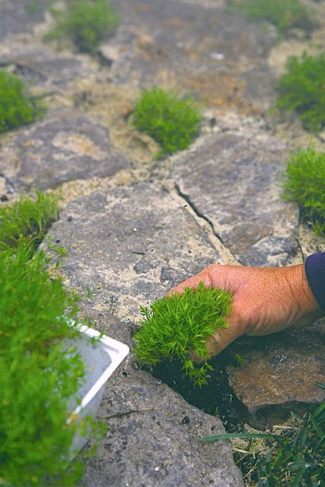 A gardener plants moss between stones of a lightly-used path to grow into the boundaries between the stones and soften its appearance. Copyright ©2000 by Dolezal & Associates. All Rights Reserved. grownbyyou.com Growing Moss Between Pavers, How To Grow Moss Between Pavers, Moss Between Pavers, Pretty Pathways, Flowers In Home, Garden Renovation Ideas, Flagstone Pavers, Garden Renovation, Outdoor Improvements