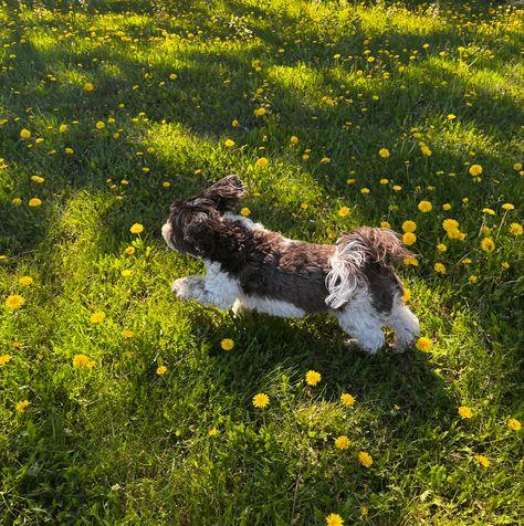 Dog In Field, Running Through A Field, Dog Running, Dog Yard, Happy Birthday Quotes For Friends, Grass Field, Puppy Play, Small Puppies, Dog Runs