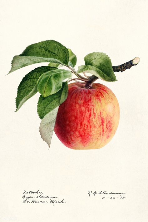 Apple Fruit Images, Gouache Tutorial, Apple Illustration, Watercolor Collection, Free Illustration Images, Apple Art, Fruits Images, Watercolor Fruit, Illustration Botanique