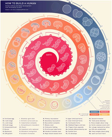 Watch a fertilized egg become a baby in this cool GIF by designer Eleanor Lutz. Fertilization Process, Science Infographics, Animated Infographic, Human Embryo, Fetal Development, Molecular Biology, Human Development, Anatomy And Physiology, Data Visualization