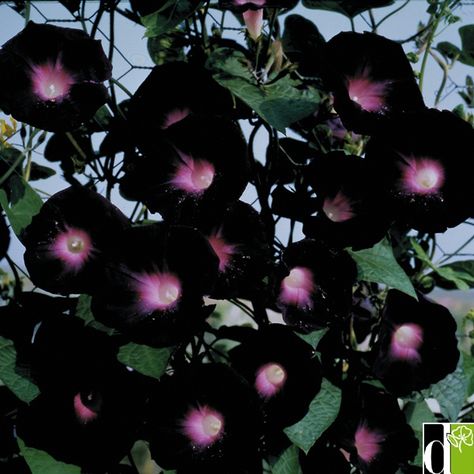 Morning Glory 'Knowlians Black' (Ipomoea purpurea) Morning Glory Seeds, Morning Glory Flowers, Goth Garden, Gothic Garden, Witch Garden, Garden Vines, Black Garden, Dark Flowers, Moon Garden