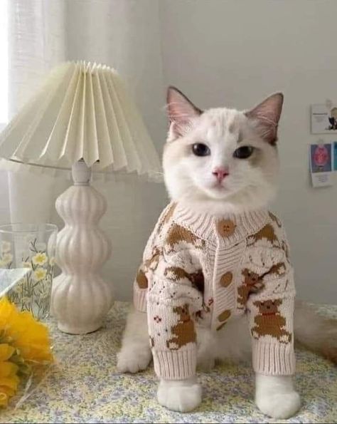 Cute Dog Clothes, Image Chat, Pet Sweater, Puppy Clothes, Cat Costumes, Chromatic Aberration, Silly Cats, Cat Clothes, Pretty Cats