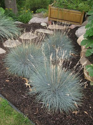 Blue Fescue (Festuca) - Rotary Botanical Gardens Blue Oat Grass Landscape, Elijah Blue Fescue, Short Ornamental Grasses, Maine Garden, Side Walkway, Steep Gardens, Blue Oat Grass, Fescue Grass, Blue Fescue