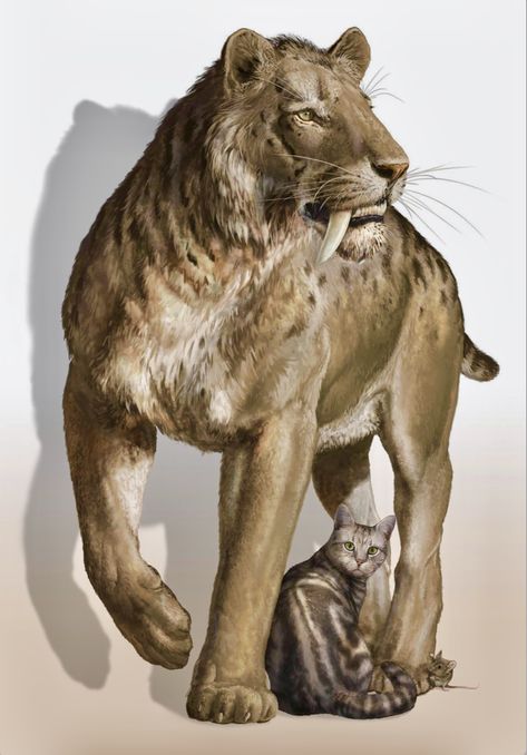 Creepy Cats, African Animals Photography, Sabertooth Tiger, Dino Art, Prehistoric Wildlife, Tiger Pictures, Ancient Animals, Paleo Art, Cat Pose