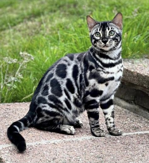 Cats With Unusual Markings, Cats With Cool Markings, Animals With Unique Markings, Cat With Unique Markings, Unique Cat Colors, Unique Looking Cats, Unique Cats Markings, Pretty Cat Breeds, Cool Looking Cats