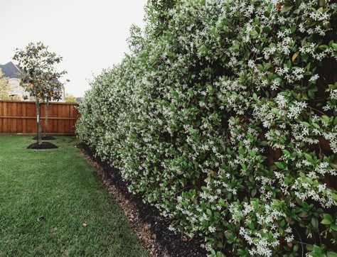 Star Jasmine Trellis, Houston Garden, Ivy Wall, Privacy Plants, Jasmine Plant, Star Jasmine, Beautiful Yards, Fence Landscaping, Evergreen Plants