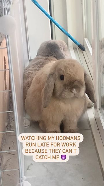 Snowflake & the Fluffies on Instagram: "I don’t want to go outside. It’s too hot! #summer #joke #funny #muni #bunny #bunnies #rabbits #lopbunny #freeroam #petfriendly #bonded #furbabies #hollandlop #babybunny #cutebunny #petsmakepeoplehappy #reels #reelsvideo #reelsinstagram #bunniesofinstagram #rabbitsofinstagram #petsofinstagram" Adorable Creatures, Holland Lop, Joke Funny, Funny Bunny, Funny Bunnies, Running Late, Baby Bunnies, Cute Bunny, Go Outside