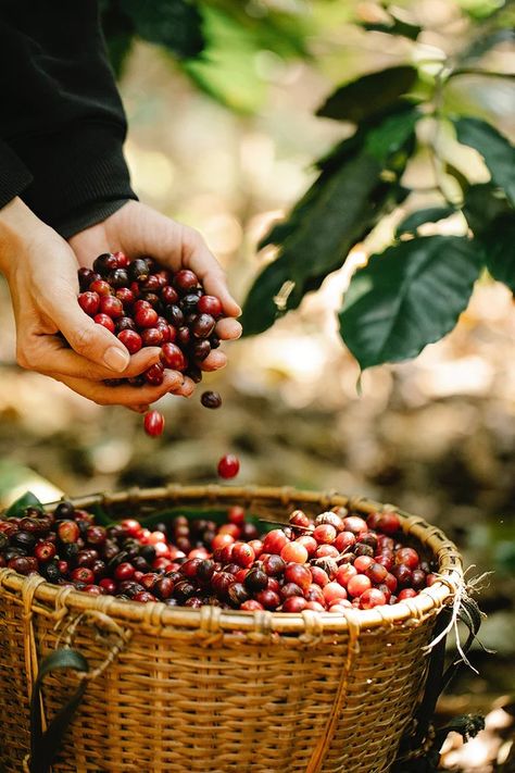 Costa Cafe, Heathy Snack, Coffee Process, Coffee Market, Organic Coffee Beans, Robusta Coffee, Honey Coffee, Fresh Coffee Beans, Light Roast Coffee