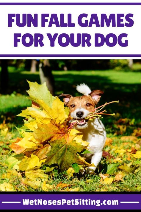 Tips From Your Fort Collins Pet Sitter - awesome fall games to play with fido Fun Fall Games, Animal Tips, Dog Breeding, Fall Games, Dog Grooming Tips, Dog Enrichment, Cat Sitter, Dog Games, Fall Dog