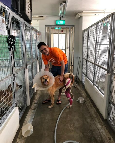 Volunteer Opportunities at a Singapore Dog Shelter Check more at https://smartdogdaily.com/volunteer-opportunities-at-a-singapore-dog-shelter/ Animal Shelter Volunteer, Royal Animals, Dog Shelter, Uni Life, Volunteer Opportunities, 2025 Vision, Gap Year, Shelter Dogs, Dog Trainer