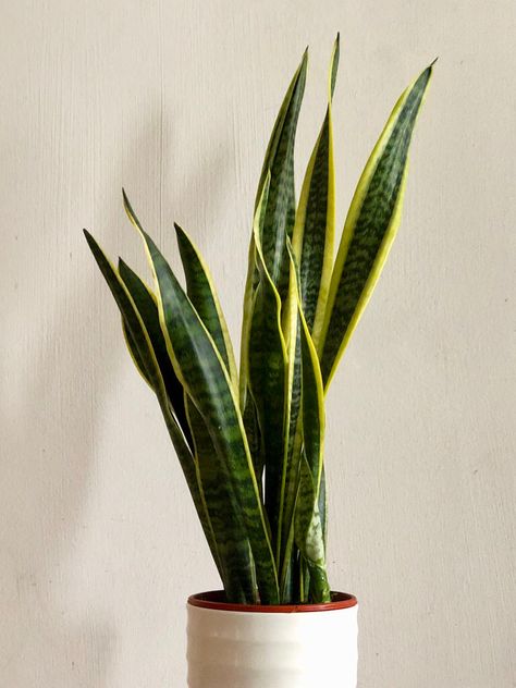 Keltareuna-anopinkieli - Sansevieria trifasciata laurentii Sansevieria Laurentii, Assignment Ideas, Mother In Law Tongue, Indoor Tree, Sansevieria Trifasciata, Tropical Flower Plants, Flower Plants, Tropical Flower, Pretty Plants