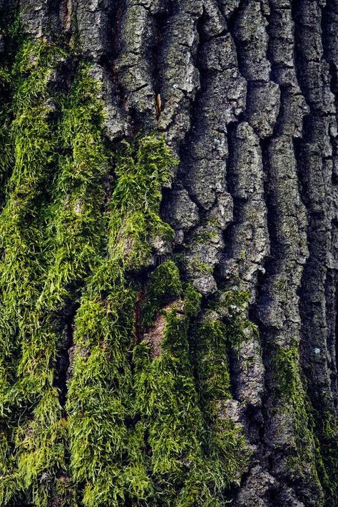 Tree bark with moss, close-up texture royalty free stock photography Texture In Nature Photography, Photography Texture Ideas, Moss In Nature, Up Close Nature Photography, Close Up Natural Forms, Textures Of Nature, Nature Texture Photography, Close Up Architecture, Forest Close Up