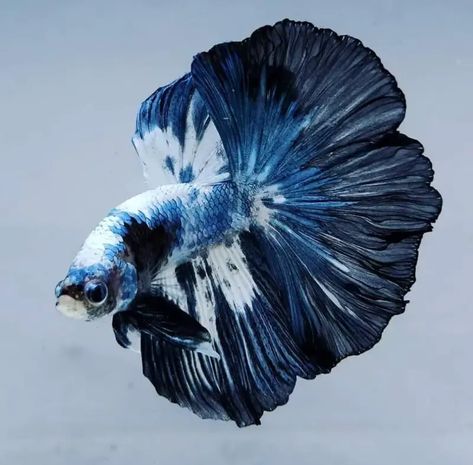 Half Moon Beta Fish, Sealife Photography Ocean Life, Betta Fish Photo, Beta Fish Types, Beta Fish Photography, Pretty Betta Fish, Black Beta Fish, Beta Fish Aesthetic, Betta Fish Aesthetic