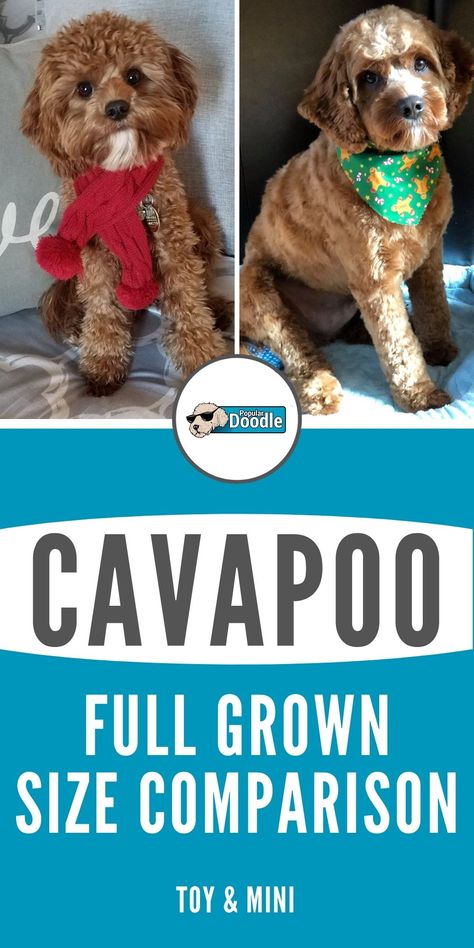 How big do Cavapoos get? Learn all about Cavapoo size and how large a Cavapoo full grown will be. Toy and Mini Cavapoo sizes are both included! #cavapoo #cavapoos #cavoodle #cavoodles #cavapoosizes #cavapoopuppy #toycavapoo #minicavapoo #teacupcavapoo Toy Cavoodle Full Grown, Cockerpoo Full Grown, Cavapoo Grooming, Cavapoo Full Grown, Mini Cavapoo, Doodle Dog Breeds, Poodle Mix Breeds, Poodle Mix Puppies, Cavapoo Dogs