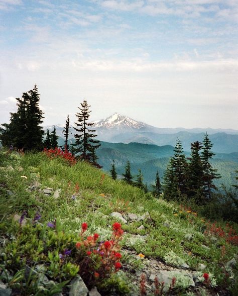 "35mm film image created in the Bull of the Woods Wilderness, Looking at Mt. Hood, Oregon 2018. AVAILABLE AS AN ARCHITECTURAL POSTER with or without rails OR A FINE ART PRINT (DOES NOT INCLUDE FRAME) / PLEASE SEE DETAILS: *Please note this image prints from a 35mm negative scan, sizes larger than 12x16 can show a bit more film grain. Architectural Poster Prints are 3x4' / 36x48' - they are made from a special drafting paper- an affordable way to print HUGE prints. The other smaller sizes of prin Oregon Wildflowers, Mt Hood Oregon, Olympic National Forest, 8x8 Frame, Purple Wildflowers, Matte Photos, Film Images, Mt Hood, Mountain Art