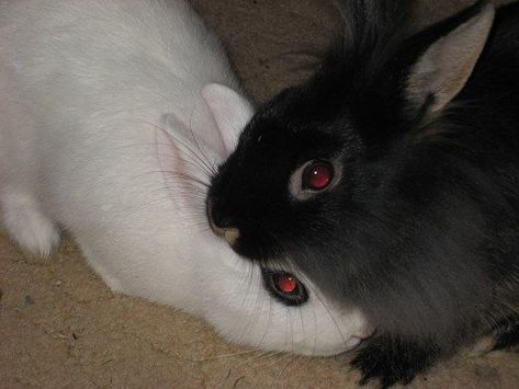 White Rabbit, Black And White, On Twitter, Twitter, Red, White, Black