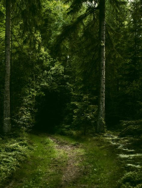 Bonito, Nature, Hidden Forest, Tree Tunnel, Secret Forest, Forest Grove, Enchanted Wood, Fairy Forest, Forest Path