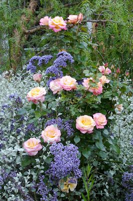 The Gardens of Petersonville: Artful Companions Small Rose Garden, Rectangle Garden Design, Rose Companion Plants, Licorice Plant, Planting Combinations, Dream Backyard Garden, English Garden Design, Small Garden Ideas, Vegetable Garden For Beginners