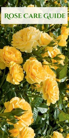 If you’ve been afraid to start a rose garden, the truth is, roses are no more difficult to care for than other flowering shrubs. Learn how you can care for your own beautiful rose garden. Roses Garden Care, Beautiful Rose Garden, Rose Garden Landscape, Rose Plant Care, Funny Vine, Rose Garden Design, Rose Care, Garden Shrubs, Growing Roses