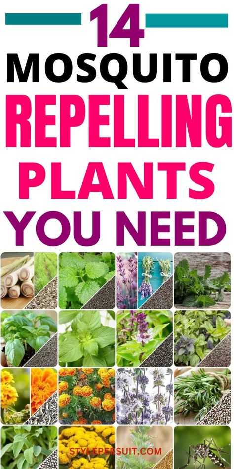 Mosquitoes can be a nuisance, especially during the warmer months. While there are various mosquito repellents available in the market, using plants that naturally repel mosquitoes can be an eco-friendly and aesthetically pleasing way to keep these pests at bay. Here are 14 of the best mosquito repelling plants to consider adding to your garden or patio. Plants That Deter Mosquitos, Plants That Repel Mosquitos, Mosquito Yard Spray, Insect Repellent Plants, Best Mosquito Repellent, Plants That Repel Bugs, Mosquito Repelling, Mosquito Plants, Mosquito Spray