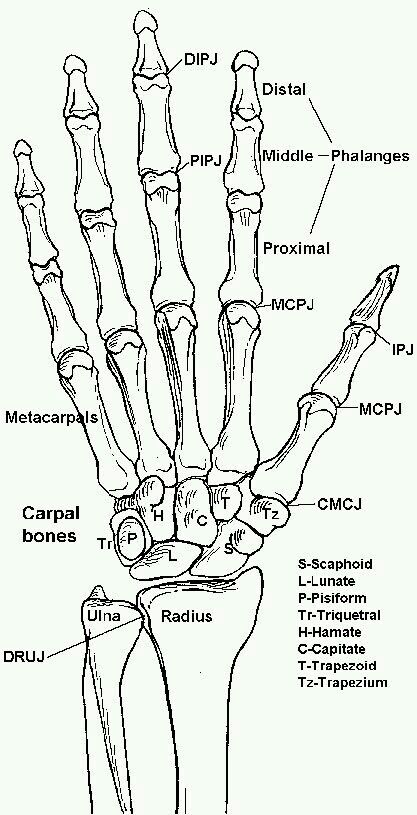 Hand Bones Of The Hand, Hand Anatomy, Anatomy Bones, Skeleton Anatomy, Human Body Anatomy, Medical School Studying, Human Anatomy And Physiology, Human Anatomy Art, Medical Anatomy